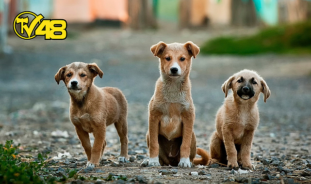 SOKAK HAYVANLARINI TOPLAMA PROJESİ: 'BU BİR KATLİAM'