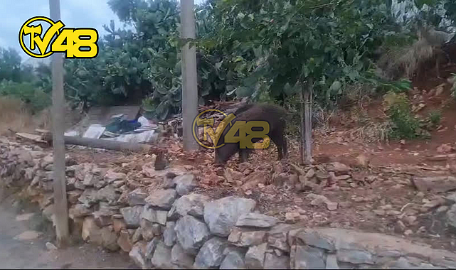 YABAN DOMUZLARINI BESLİYORLAR…