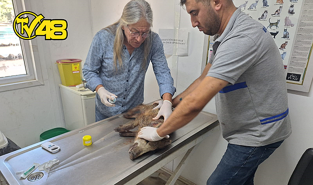 3 BİN 738 SOKAK HAYVANINA MÜDAHALE