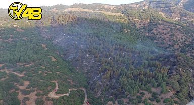 AYDIN KUYUCAK'TA ORMAN YANGINI