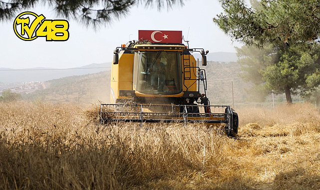 BELEDİYEDEN BUĞDAY HASADI