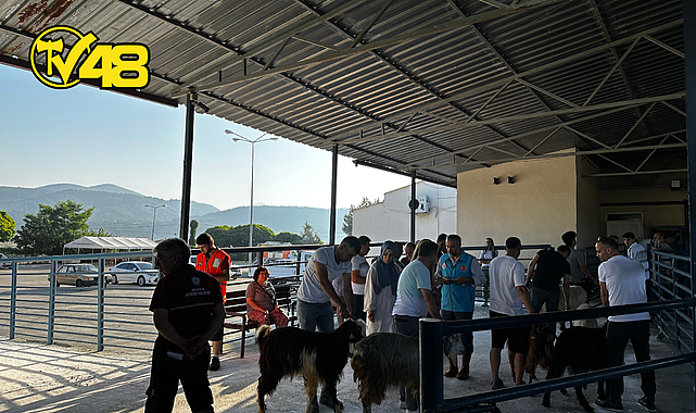 BÜYÜKŞEHİR MEZBAHALARI KURBAN BAYRAMI&#039;NA HAZIR