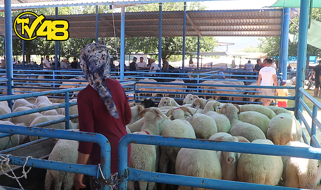 ET VE SÜT KURUMU, SATILAMAYAN KURBANLIK HAYVANLARI ÜRETİCİLERDEN SATIN ALACAK