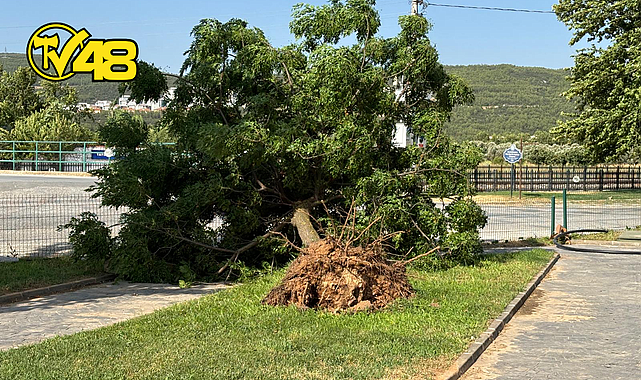 MENTEŞE&#039;DE SABAH MEYDANA GELEN FIRTINA NEDENİYLE BİR ÇOK MAHALLEDE AĞAÇLAR DEVRİLDİ