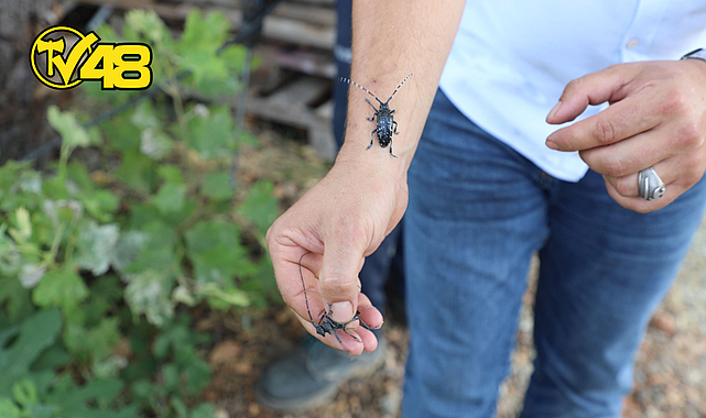 MUĞLA’DA İLK DEFA GÖRÜLEN TURUNÇGİL UZUN ANTENLİ BÖCEĞİ İLE MÜCADELE