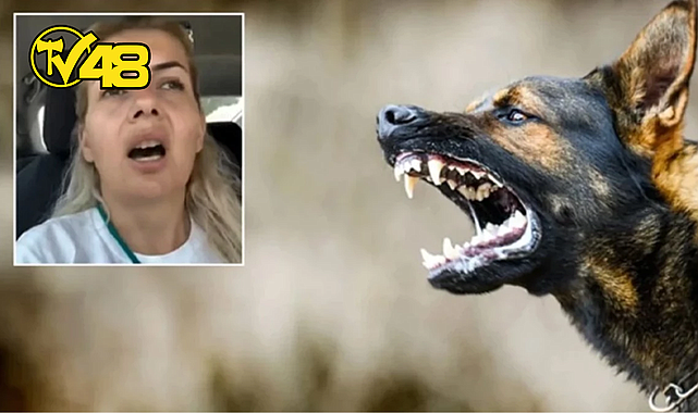 ŞANLIURFA&#039;DA KUDUZ KARANTİNASI İLAN EDİLMİŞ BÖLGEDEKİ 35 HASTA KÖPEĞİ ANKARA&#039;YA GETİREN BUKET ÖZGÜNLÜ BOYACI TUTUKLANDI