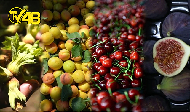 TÜRKİYE TARIM ÜRETİMİNDE DÜNYA BİRİNCİSİ