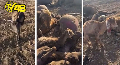 YANGINDAN KAHREDEN GÖRÜNTÜ! 	BİRÇOK CANLI TELEF OLDU…