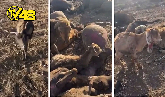 YANGINDAN KAHREDEN GÖRÜNTÜ! 	BİRÇOK CANLI TELEF OLDU…