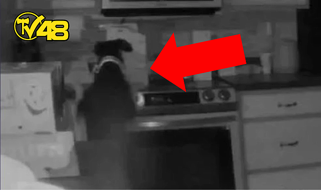 AİLE UYUDUĞU SIRADA OCAĞI YAKAN KÖPEK, YANGINA SEBEP OLDU