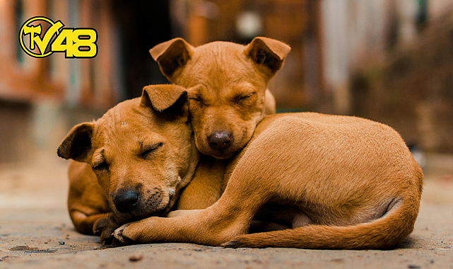 BAŞIBOŞ SOKAK KÖPEKLERİ DÜZENLEMESİ MECLİS&#039;TEN GEÇEREK YASALAŞTI