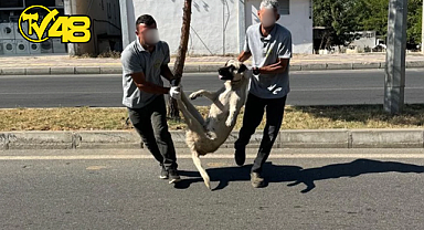 DÜZENLEME TBMM'DEN GEÇTİ, BAŞIBOŞ KÖPEKLERİ İLK TOPLAYAN DEM PARTİLİ SİLVAN BELEDİYESİ OLDU