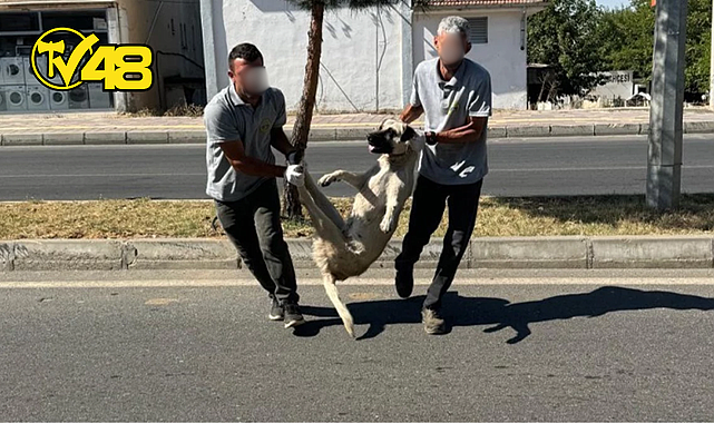 DÜZENLEME TBMM&#039;DEN GEÇTİ, BAŞIBOŞ KÖPEKLERİ İLK TOPLAYAN DEM PARTİLİ SİLVAN BELEDİYESİ OLDU