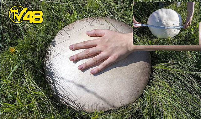 KARS'TA YAĞIŞLARIN ARDINDAN “DEV MANTARLAR” ORTAYA ÇIKTI