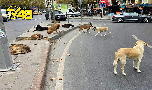 SOKAK HAYVANLARINA İLİŞKİN KANUN TEKLİFİNİN İLK 5 MADDESİ KABUL EDİLDİ