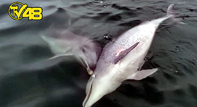 BİLİMSEL MAKALELERE KONU OLDU: HAYATINI KAYBEDEN YUNUS'U 6 GÜN BOYUNCA TAŞIDI