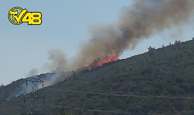 MİLAS-SELİMİYE KARAYOLU ÜZERİNDEKİ ORMANLIK ALANDA YANGIN!