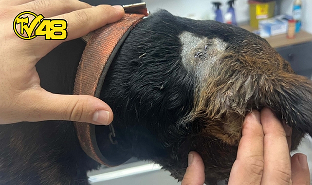 MİLAS&#039;TA BİR SOKAK KÖPEĞİ BOYNUNDAN TABANCAYLA VURULDU