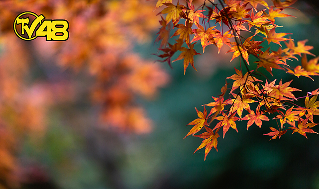 SONBAHARA MERHABA! BUGÜN 23 EYLÜL EKİNOKSU