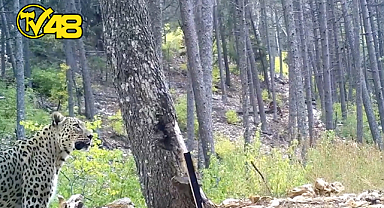 ANADOLU PARSI FOTOKAPANLA GÖRÜNTÜLENDİ