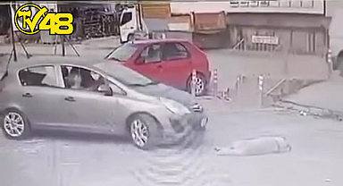 BODRUM'DA VİCDANLARI SIZLATAN OLAY: KÖPEĞİN ÜZERİNDEN GEÇİP YOLUNA DEVAM ETTİ