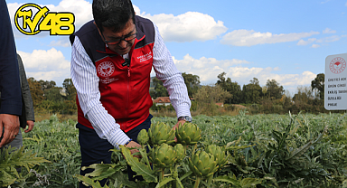 GÖKOVA'DA ENGİNAR HASADI ZAMANI