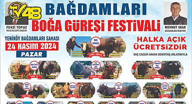 MİLAS BAĞDAMLARI'NDA BOĞA GÜREŞİ HEYECANI BAŞLIYOR