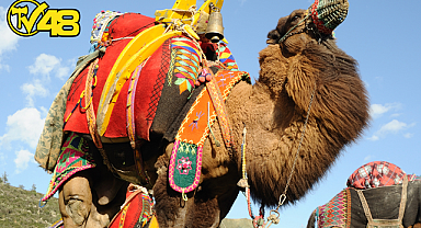 GÜLLÜK'TE DEVE GÜREŞİ COŞKUSU BAŞLIYOR