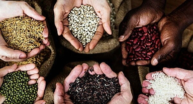 Muğla Büyükşehir Belediyesi 2 Milyon Yerel Tohum Dağıtacak