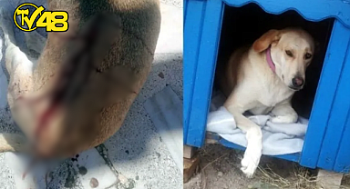 BODRUM'DA KÖPEĞİ POMPALI TÜFEKLE VURAN AVUKAT GÖZALTINA ALINDI