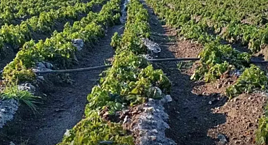 PATATES ÜRETİCİLERİ DON MAĞDURU