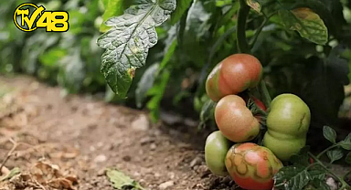 VİRÜSLÜ DOMATES ALARMI! TARIMI BİTİRİYOR VE İNSAN SAĞLIĞINA DA ZARARLI