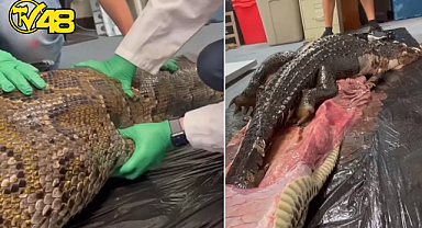 BİLİM İNSANLARI ŞAŞKIN! MİDESİNDEN 1.5 METRELİK TİMSAH ÇIKARDILAR