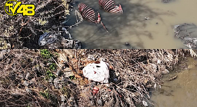 MİDE BULANDIRAN GÖRÜNTÜLER ADANA'DAN... DERE YATAĞI AT VE EŞEK ATIKLARIYLA DOLU