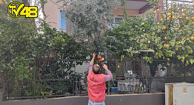 DALAMAN'DA AĞAÇ KESİMİNE TEPKİ