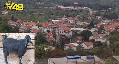 DATÇA'DA MAVİ DİL HASTALIĞI ALARMI: 40 GÜNLÜK KARANTİNA BAŞLATILDI