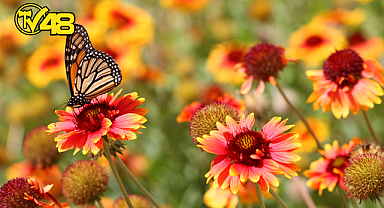 HIDIRELLEZ: BEREKETİN ŞİFANIN VE NİYETLERİN ORUCU