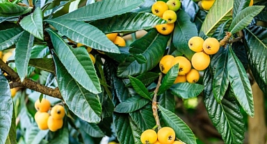 KİMSE YÜZÜNE BAKMIYOR AMA ÖLÜM HARİÇ HER DERDE DEVA!