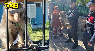 MAHALLEDE MAYMUN YAKALANDI