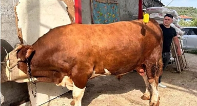 OTOMOBİL FİYATINA KURBANLIK BOĞA