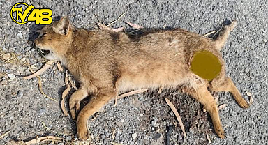 SÖKE-MİLAS KARAYOLU'NDA NADİR SAZ KEDİSİ ÖLÜ BULUNDU