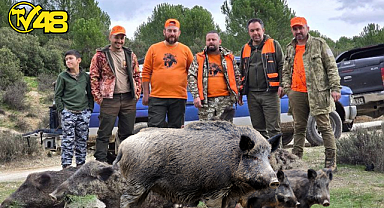 YATAĞAN'DA DOMUZLARA KARŞI SÜREK AVI BAŞLATILIYOR