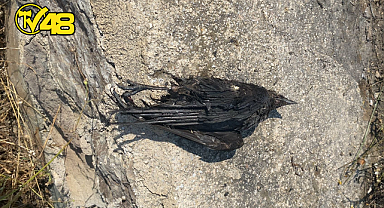 BODRUM'DA KARGA YANGINI: KIVILCIMLARLA GELEN TEHLİKE