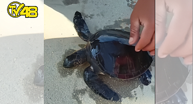 DATÇA'DA KAHRAMANCA KURTARIŞ: UN ÇUVALINA DOLANAN CARETTA CARETTA YENİDEN ÖZGÜRLÜĞÜNE KAVUŞTU