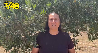 ZEYTİNLİKLER TEHLİKEDE: İKİZKÖYLÜLER YENİ YASA TASARISINA KARŞI AYAĞA KALKTI