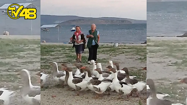 DENİZDE YÜZDÜKLERİ İÇİN ŞİKAYET EDİLEN KAZLAR KÜMESE KAPATILDI! KAZLARDAN 8'İ ÖLDÜ