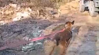 MİLAS EKİBİNE KARABÜK’TE ORMAN YANGININDA KURT KÖPEĞİ HORTUM ÇEKEREK DESTEK OLDU