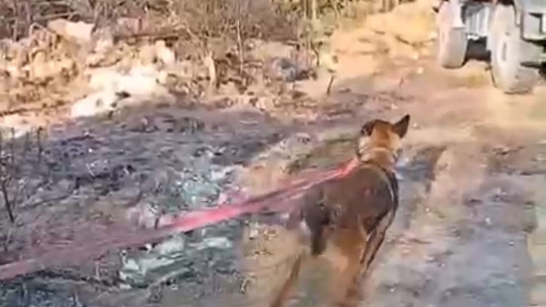 MİLAS EKİBİNE KARABÜK’TE ORMAN YANGININDA KURT KÖPEĞİ HORTUM ÇEKEREK DESTEK OLDU