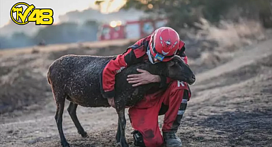 ALEVLER ARASINDA MAHSUR KALAN KOYUNA KURTARMA GÖNÜLLÜLERİNDEN ŞEFKAT ELİ