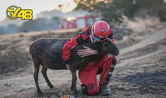 ALEVLER ARASINDA MAHSUR KALAN KOYUNA KURTARMA GÖNÜLLÜLERİNDEN ŞEFKAT ELİ